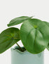 Marks & Spencer "Artificial Mini Chinese Money Plant in Pot"